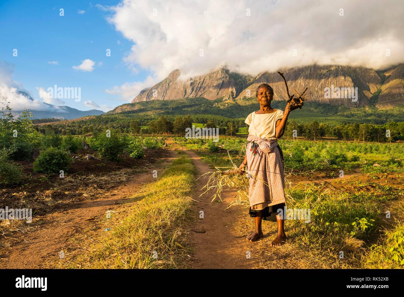 Vieille Femme avec bois de chauffage sur son chemin du retour avant mont Mulanje, Malawi, Afrique Banque D'Images