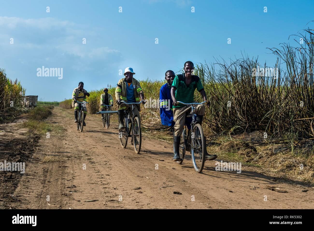 Coupeurs de canne à sucre sur leur lieu de travail à vélo à travers les champs de canne à sucre, Nchalo, Malawi, Afrique du Sud Banque D'Images