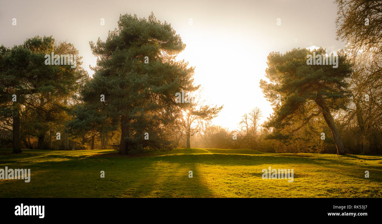 La lumière du soleil derrière des pins dans la vallée des Jardins, Harrogate Banque D'Images