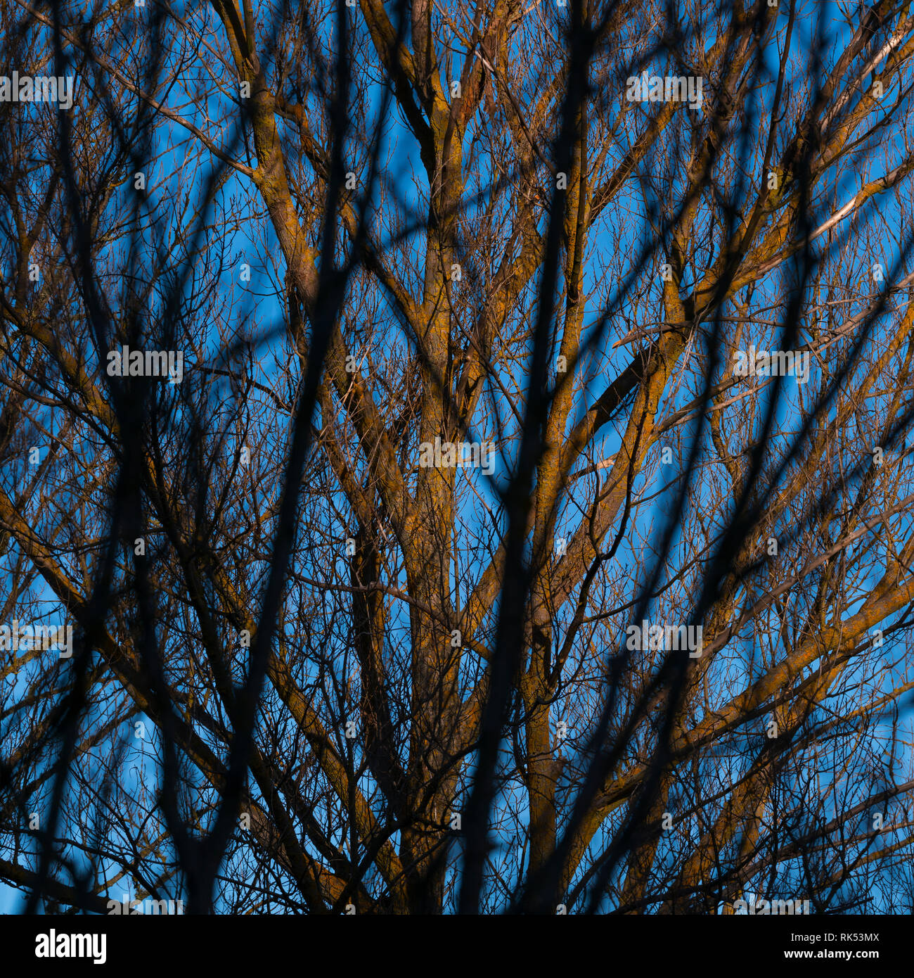 L'art abstrait, Impresionis, forêt en hiver, Cañón de la Horadada, de la rivière Pisuerga, Montaña Palentina, Palencia, Castille et Leon, Espagne, Europe Banque D'Images