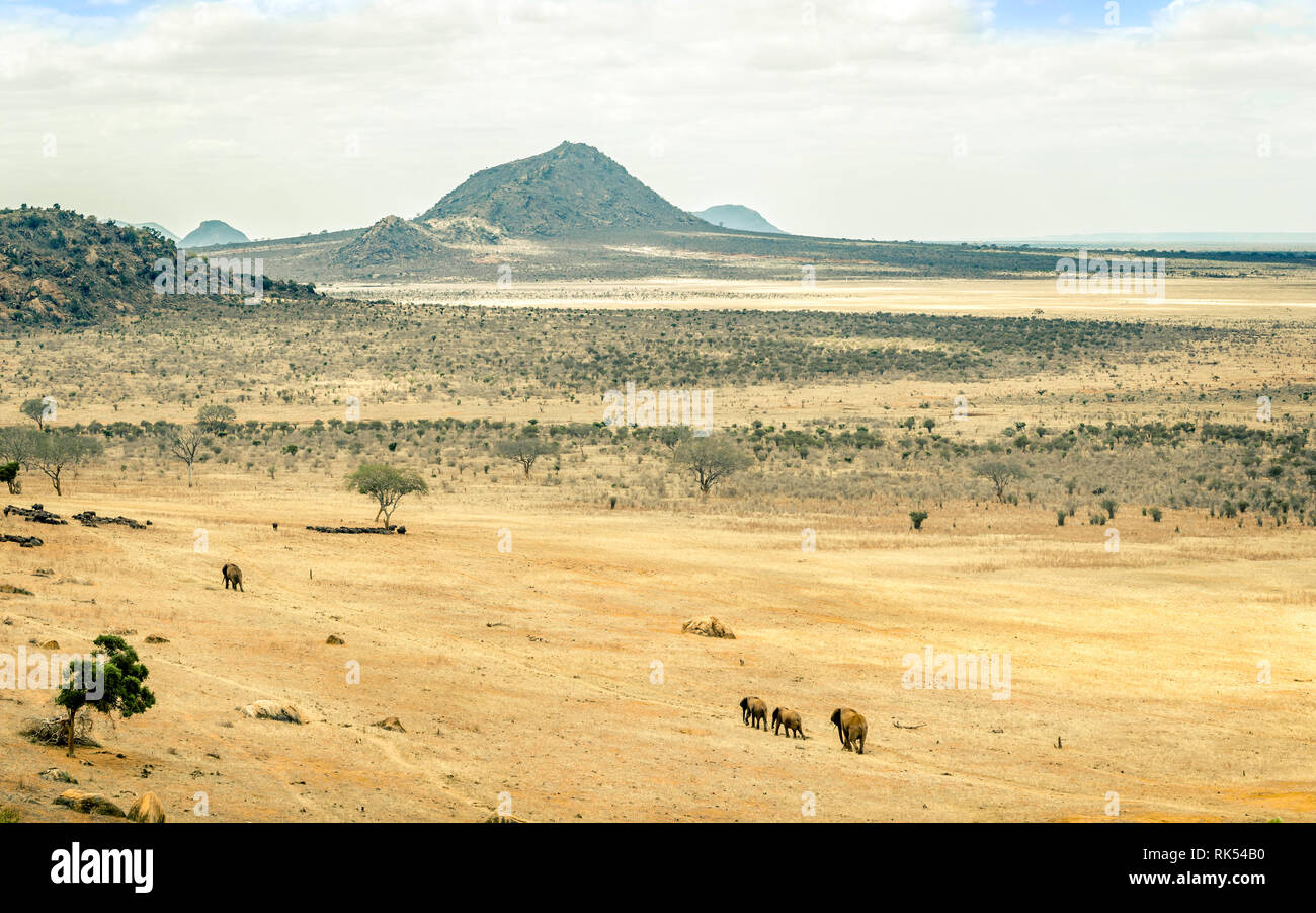 Les éléphants sur les plaines de savane à Tsavo park, Kenya Banque D'Images