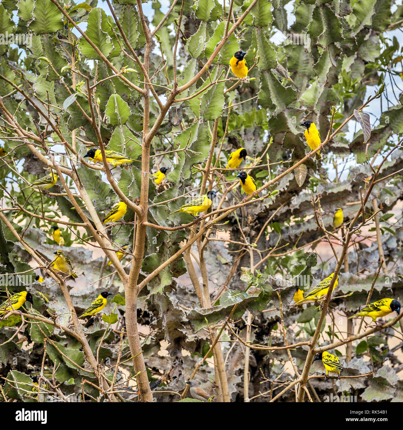 Groupe d'Afrique noire et jaune mignon weaver oiseaux au Kenya Banque D'Images