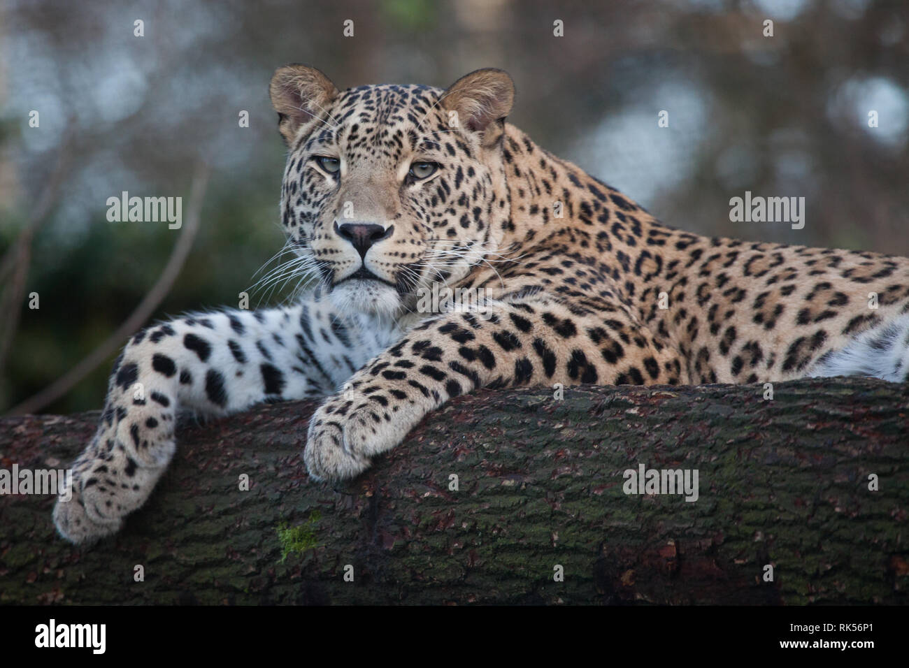Jaguar détendue de pose à l'ombre d'un arbre trunck Banque D'Images
