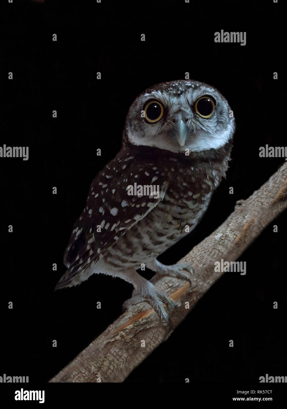 Spotted owlet, Athene brama, Banque D'Images