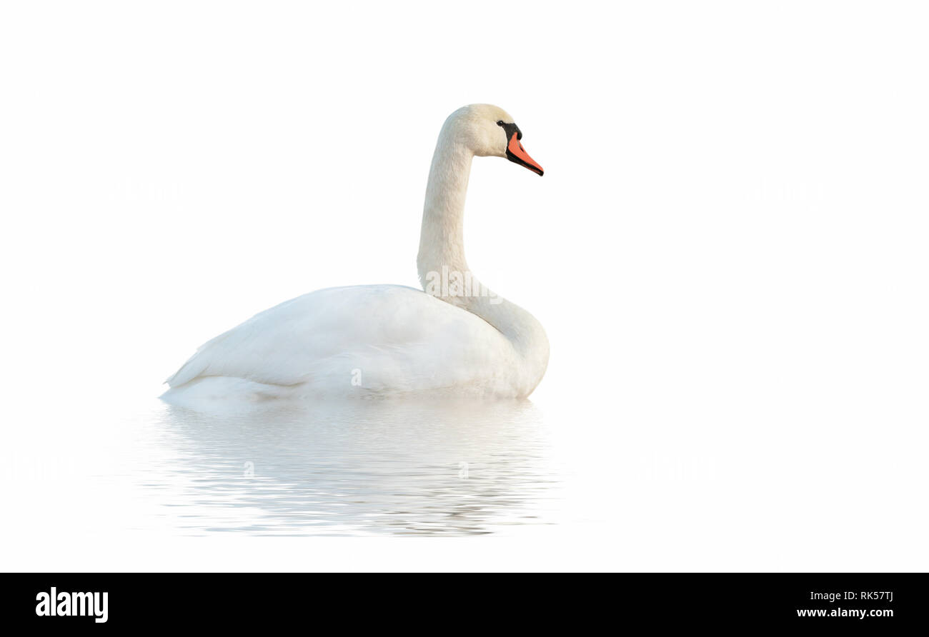 Swan isolé sur la surface blanche. Banque D'Images