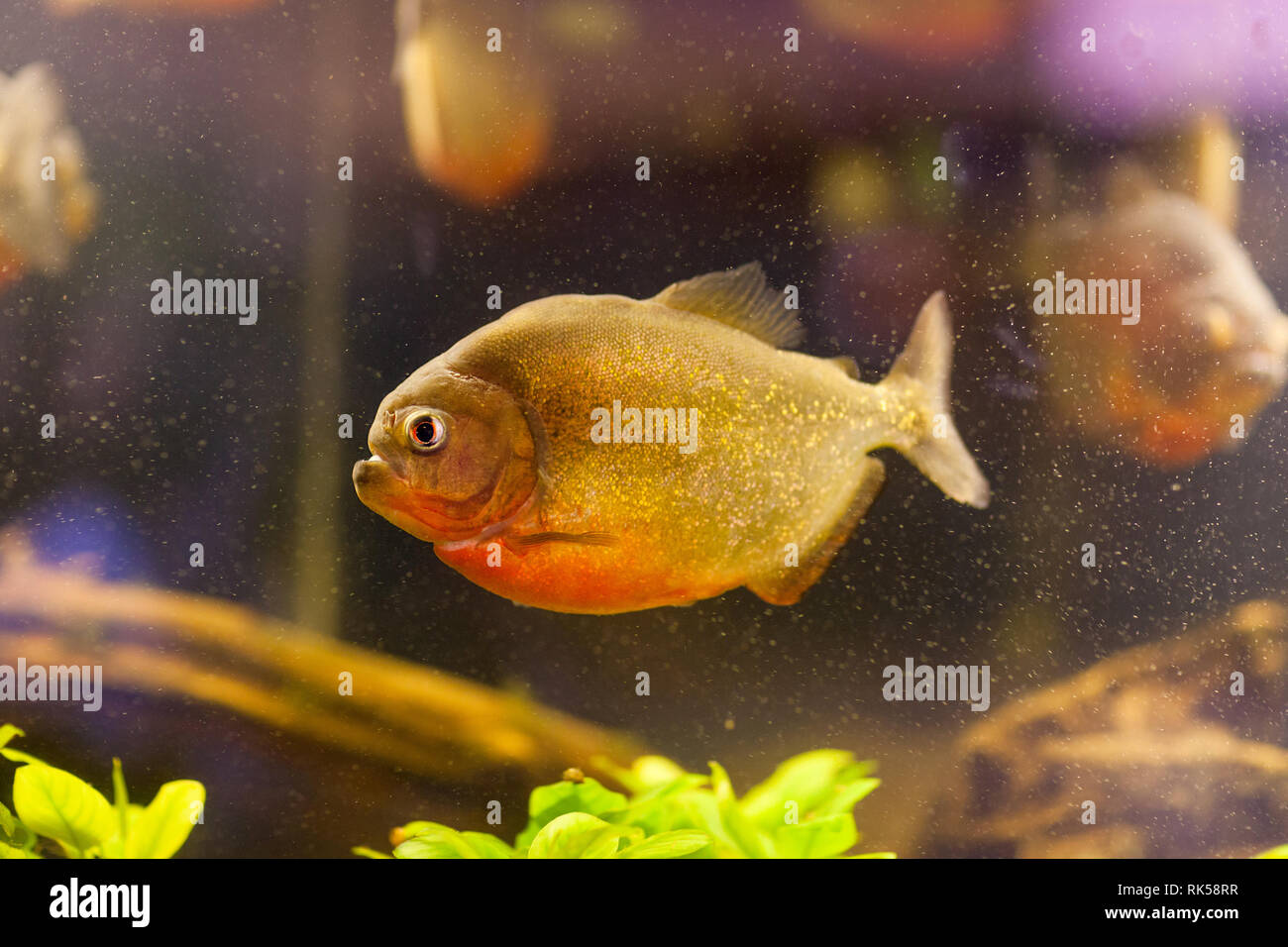 Serrasalmus nattereri Piranha swimming underwater in biotope. Banque D'Images
