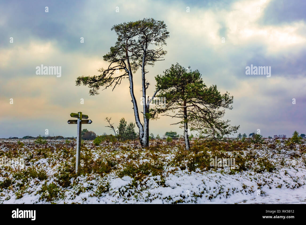 Photographie de paysage de deux sapins et waymarker poster en hiver sur la réserve naturelle de Canford Heath, Poole, Dorset. Banque D'Images