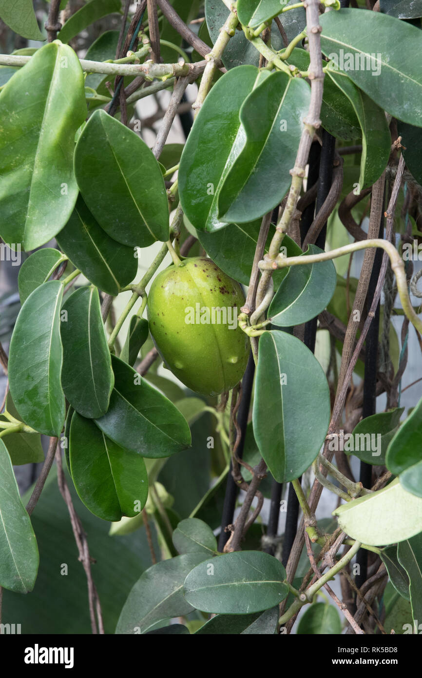 Stephanotis jasminoides Jasmin de Madagascar, les coupelles de semences Banque D'Images