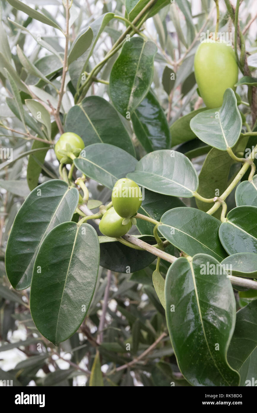 Stephanotis jasminoides Jasmin de Madagascar, les coupelles de semences Banque D'Images