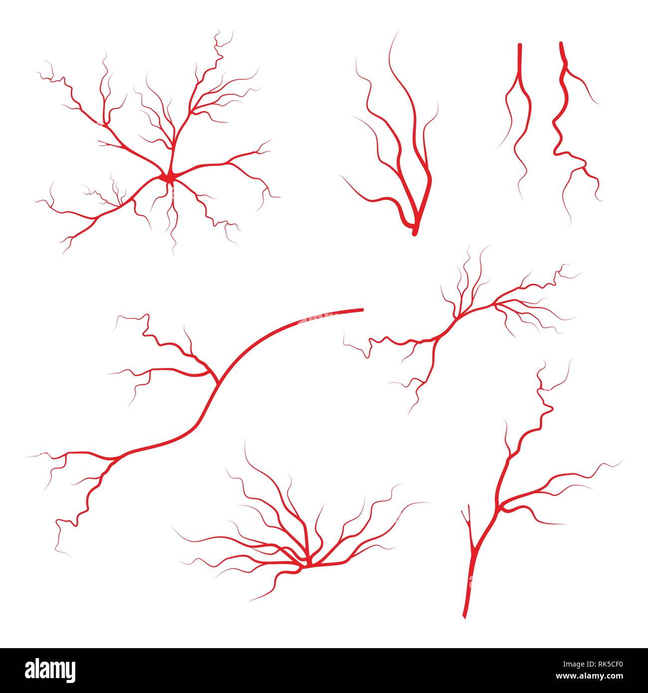 Artères le sang humain. Vecteur veine icon set. Les Veines de l'œil, la silhouette de l'artère rouge santé système. Illustration de Vecteur