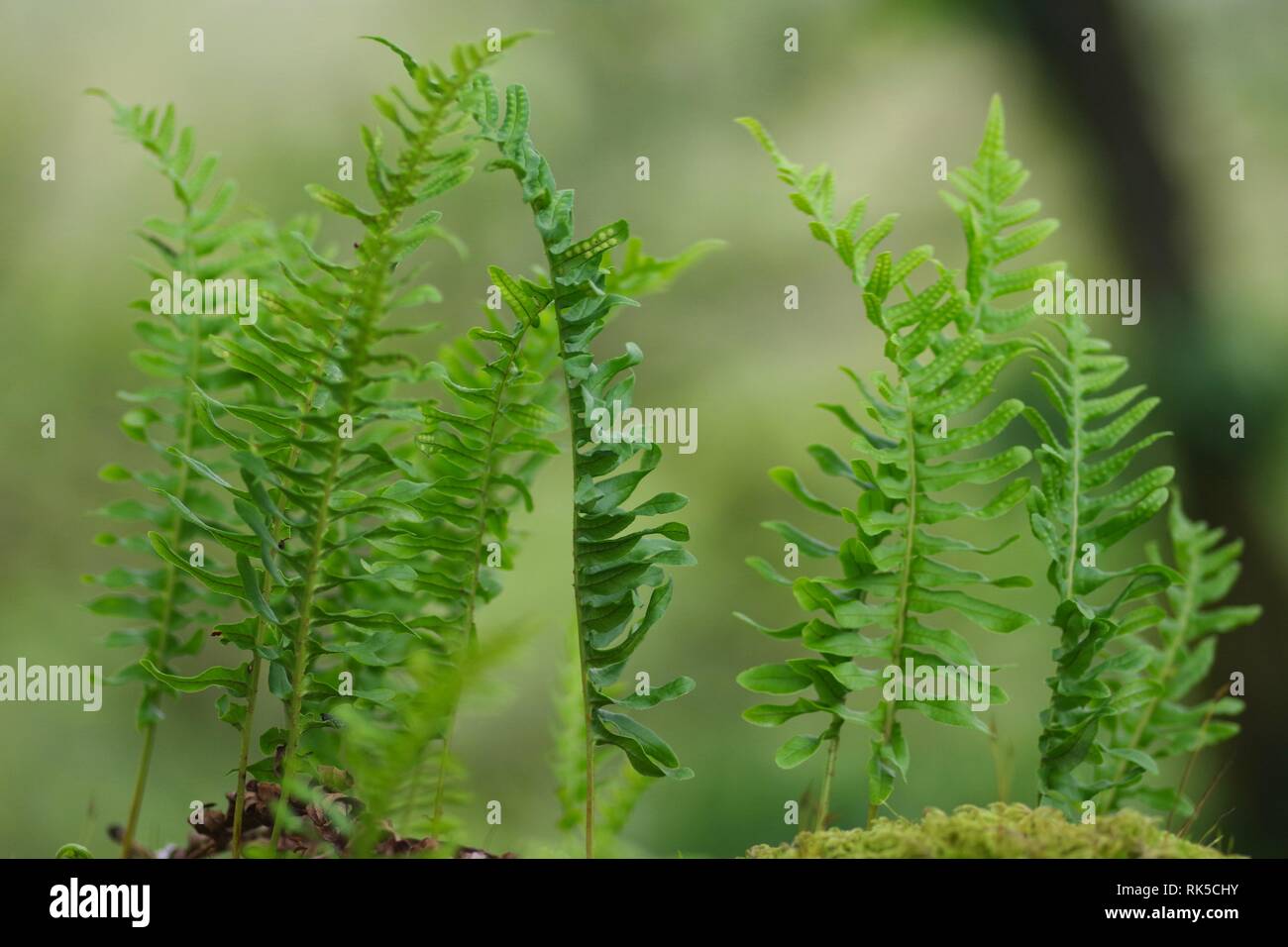 Polypodium vulgare, fougère épiphyte chêne poussant sur un arbre de chêne sessile de Wistmans Wood, Dartmoor National Park, deux ponts. Devon, Royaume-Uni. Banque D'Images