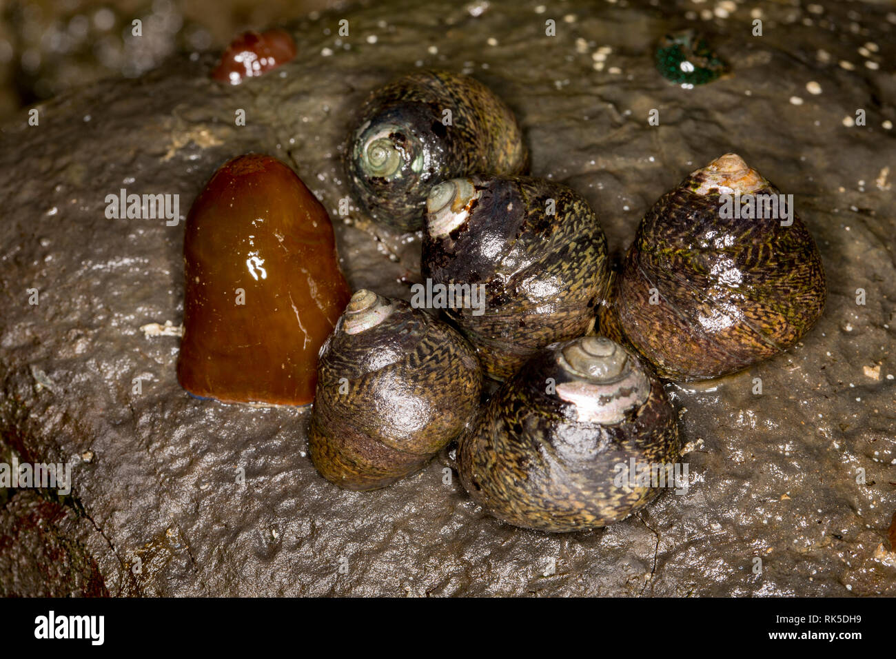 Un même beadlet Actinia equina, anémone, à côté de cinq de bigorneaux, Littorina littorea, tous accrochés à la face inférieure d'un rocher de l'eau dans Banque D'Images