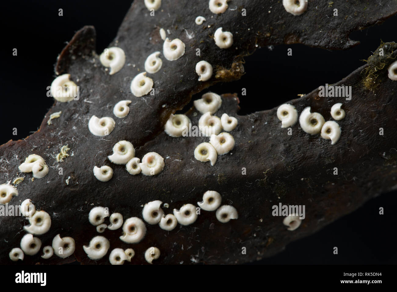Les coquilles calcifiées du Spirobis spirobis ver attachée à un morceau d'algue. Trouvés échoués dans la zone intertidale du port de Portland, Dorset Banque D'Images
