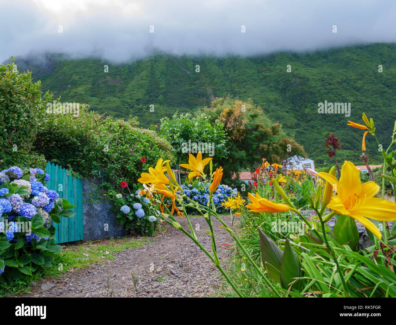 Belle image d'hortensias en fleurs et d'autres fleurs colorées dans la nature des Açores avec forêt brumeuse montagne dans l'arrière-plan Banque D'Images