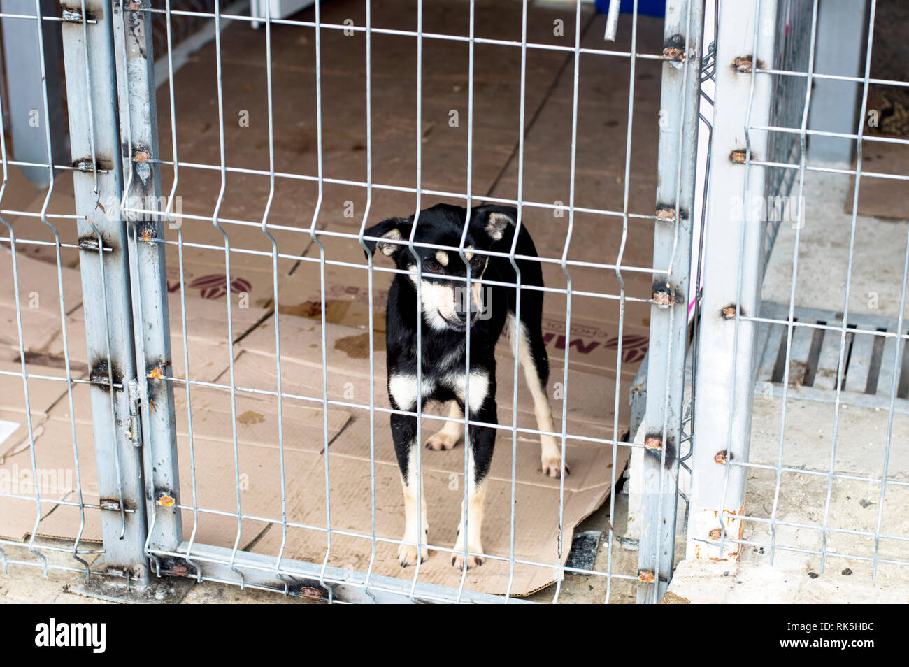 Petit noir chien errant au logement, la charité et la miséricorde thème, refuge d'animaux, chiens de sauvetage, le travail bénévole Banque D'Images