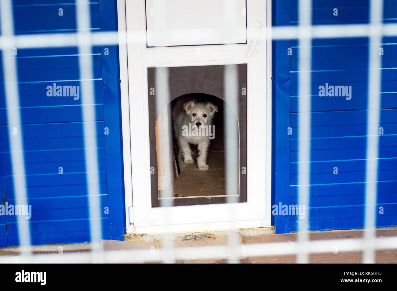 Petit chien blanc dans la maison d'hébergement, de charité et de miséricorde thème, refuge d'animaux, chiens de sauvetage, le travail bénévole Banque D'Images