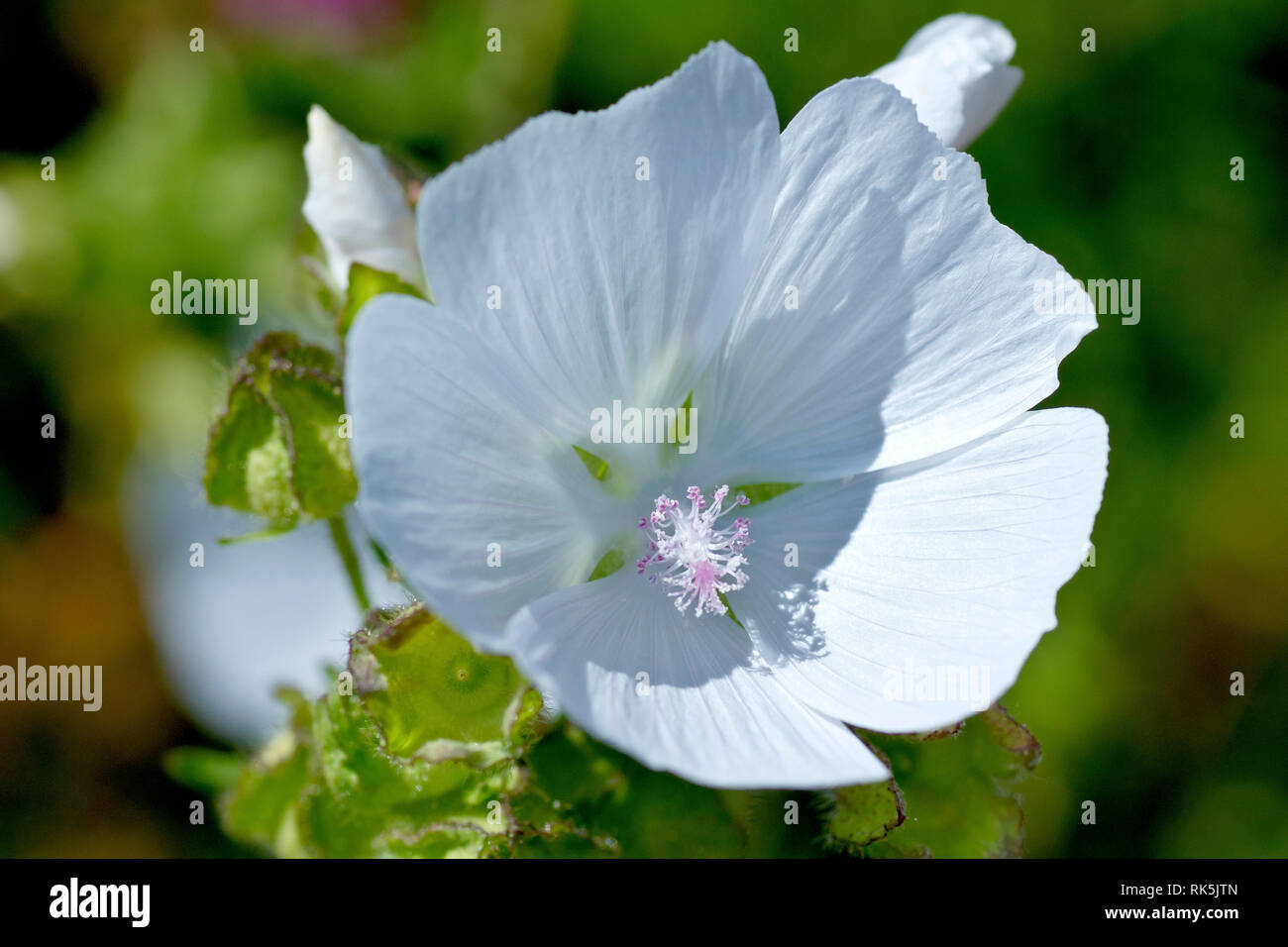 La Mauve musquée (Malva moschata), close up d'une seule fleur de la variété  blanche moins courants Photo Stock - Alamy