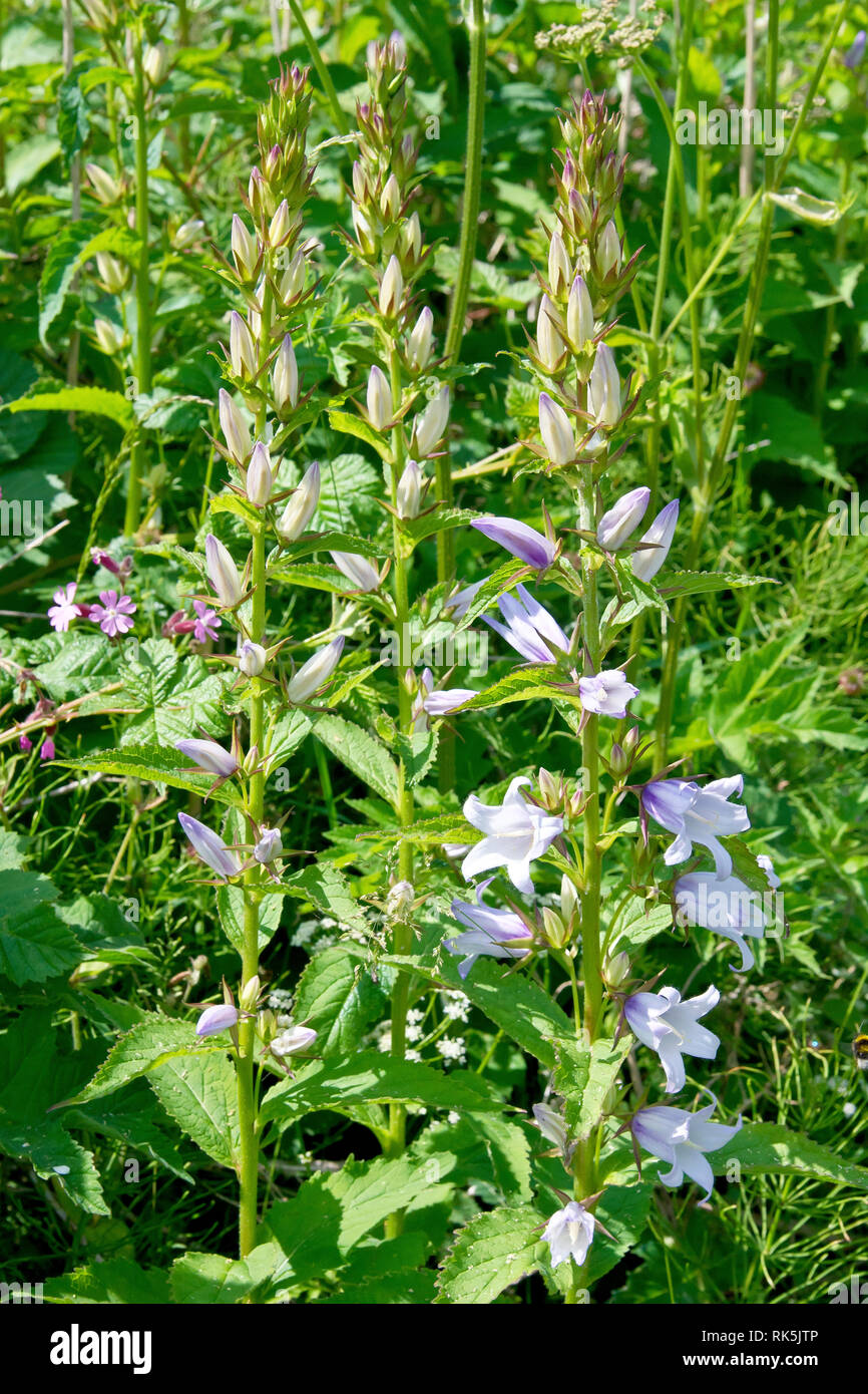 L'ortie-leaved Bellflower (campanula trachelium), également connu sous le nom de Bats-dans-le-beffroi, un gros plan de plusieurs plantes montrant les fleurs, bourgeons et feuilles. Banque D'Images