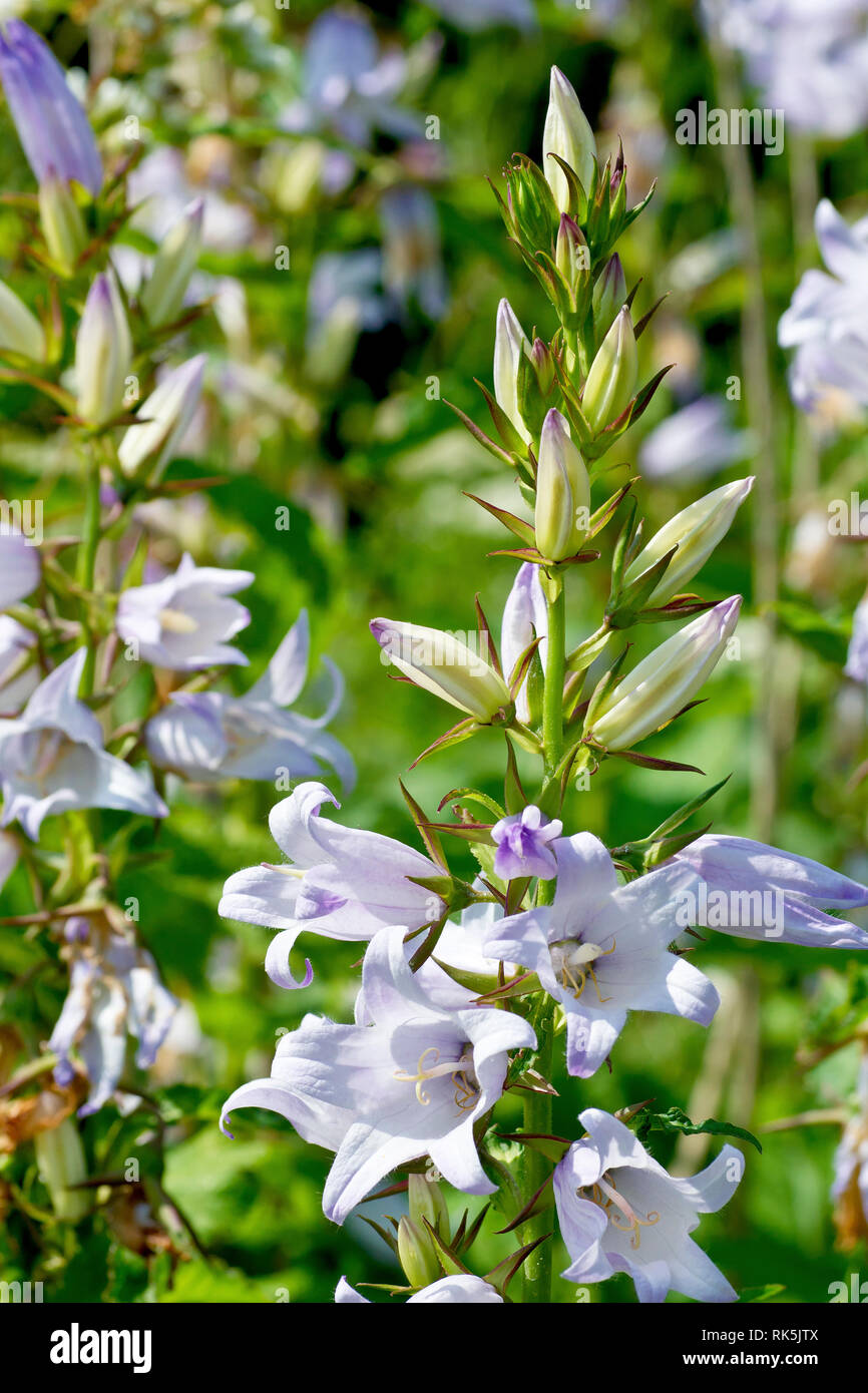 L'ortie-leaved Bellflower (campanula trachelium), également connu sous le nom de Bats-dans-le-beffroi, un gros plan d'un seul pic de floraison montrant les fleurs et bourgeons Banque D'Images