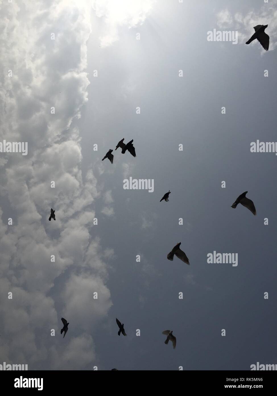 Un vol de pigeons dans le ciel ouvert Banque D'Images