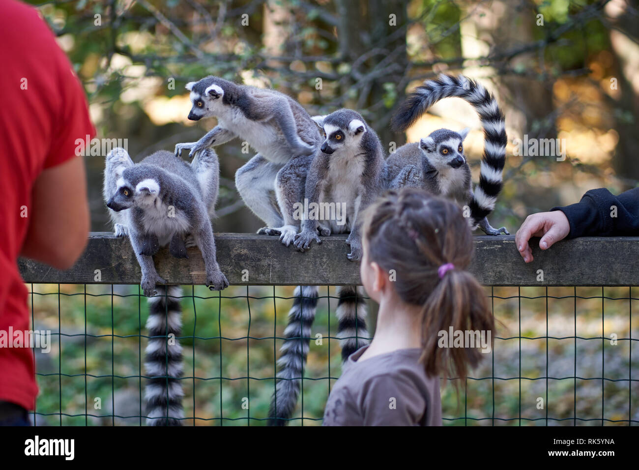 Ferme pédagogique et d'alimentation dans le zoo lémuriens Banque D'Images