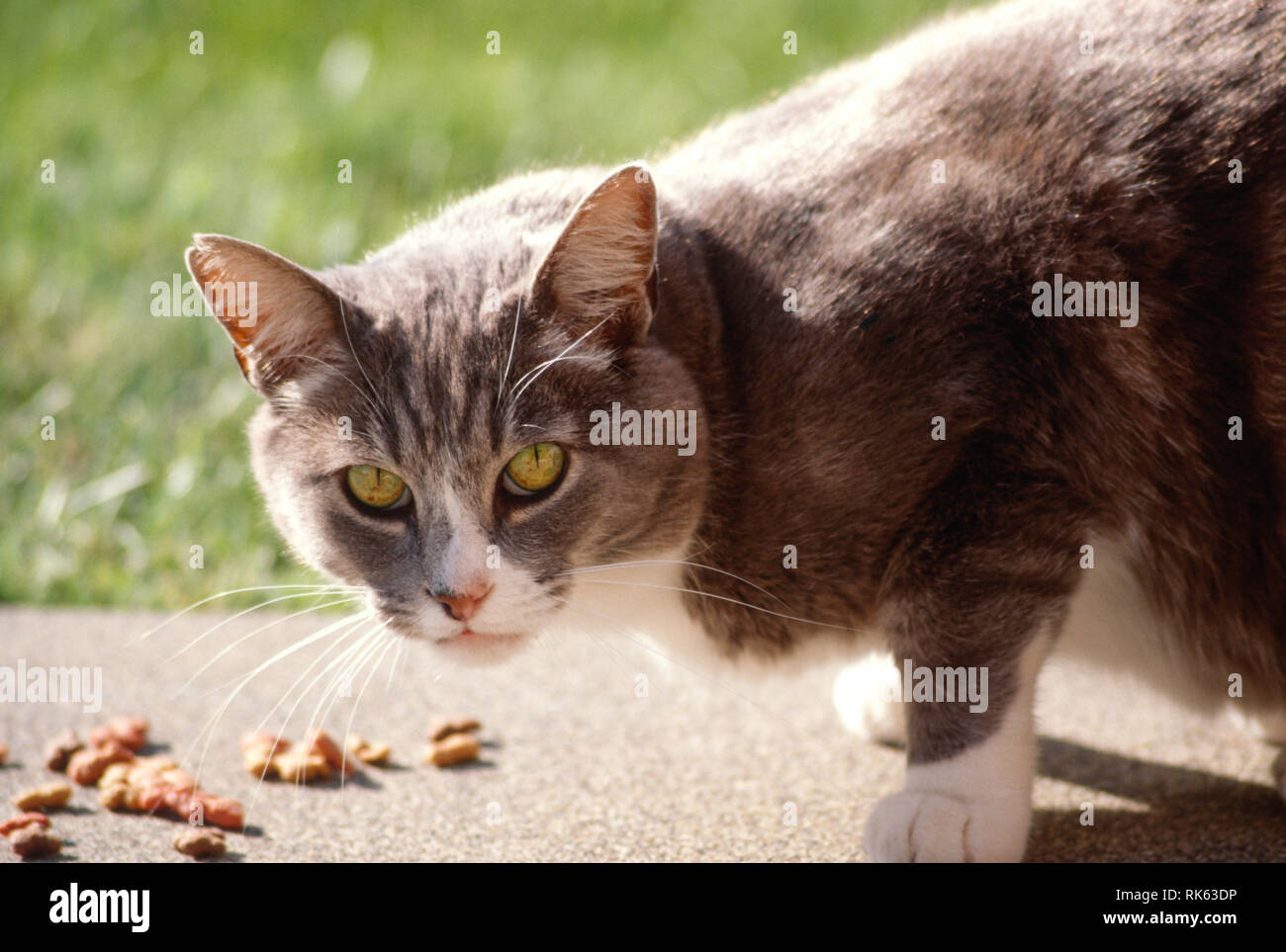 Gris Et Blanc Chat Domestique A Poil Court Photo Stock Alamy