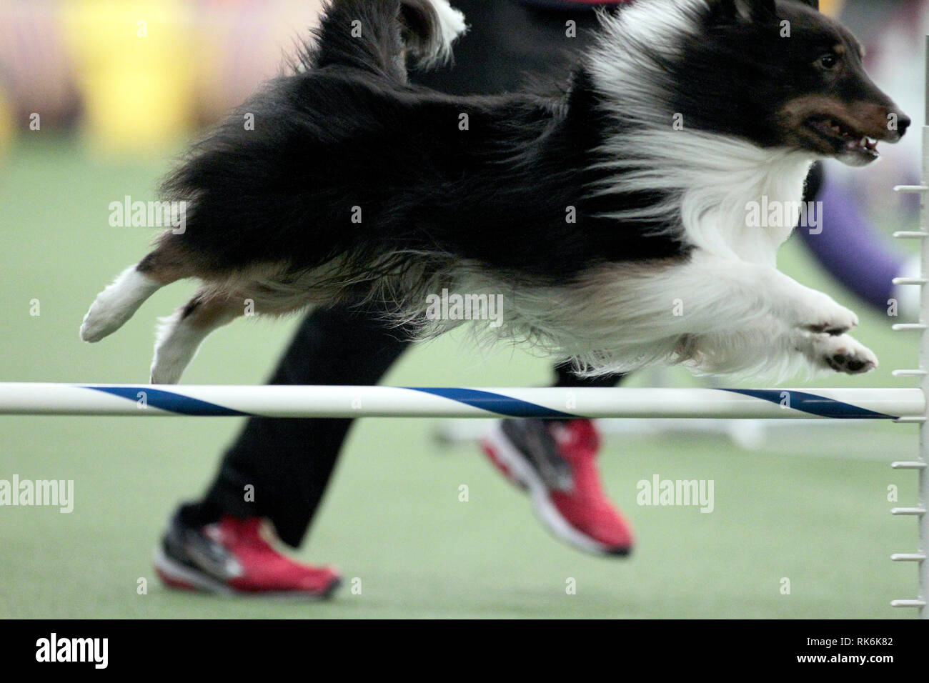 New York, USA. 9 Feb 2019. Patron, UN Shetland Sheepdog, concurrentes dans les préliminaires du Westminster Kennel Club, dans le cadre de son championnat de l'Agilité. Crédit : Adam Stoltman/Alamy Live News Banque D'Images