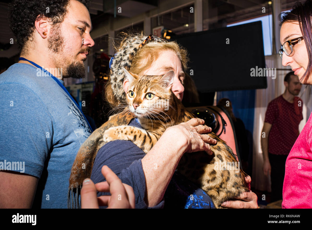 New York, USA. 9 Feb 2019. Anthony Hutcherson's Bengals, Rencontrez les races, Westminster Dog Show, Pier 92, la ville de New York. Credit : Valery Rizzo/Alamy Live News Banque D'Images