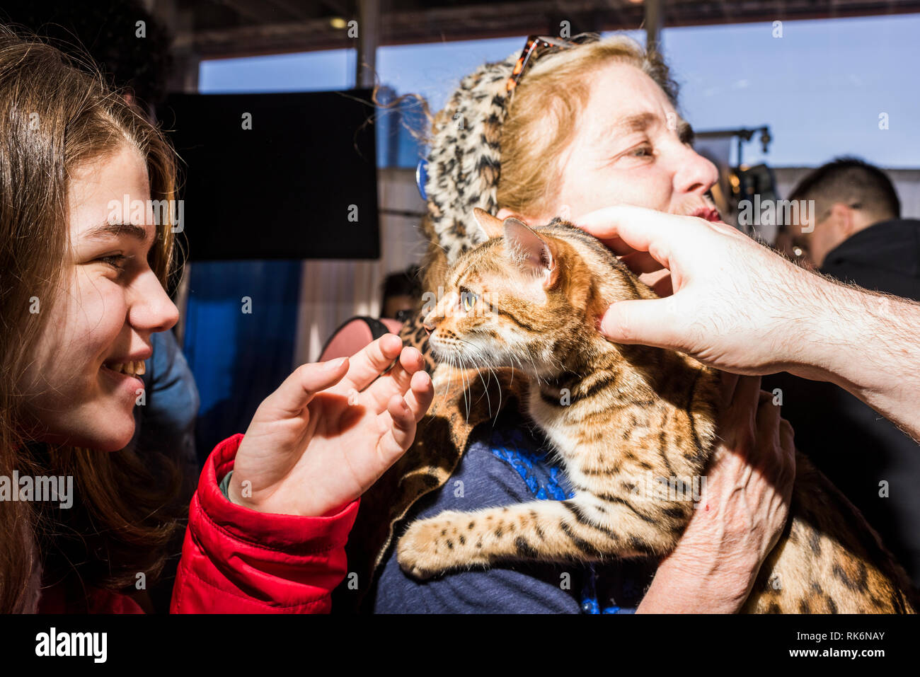 New York, USA. 9 Feb 2019. Anthony Hutcherson's Bengals, Rencontrez les races, Westminster Dog Show, Pier 92, la ville de New York. Credit : Valery Rizzo/Alamy Live News Banque D'Images