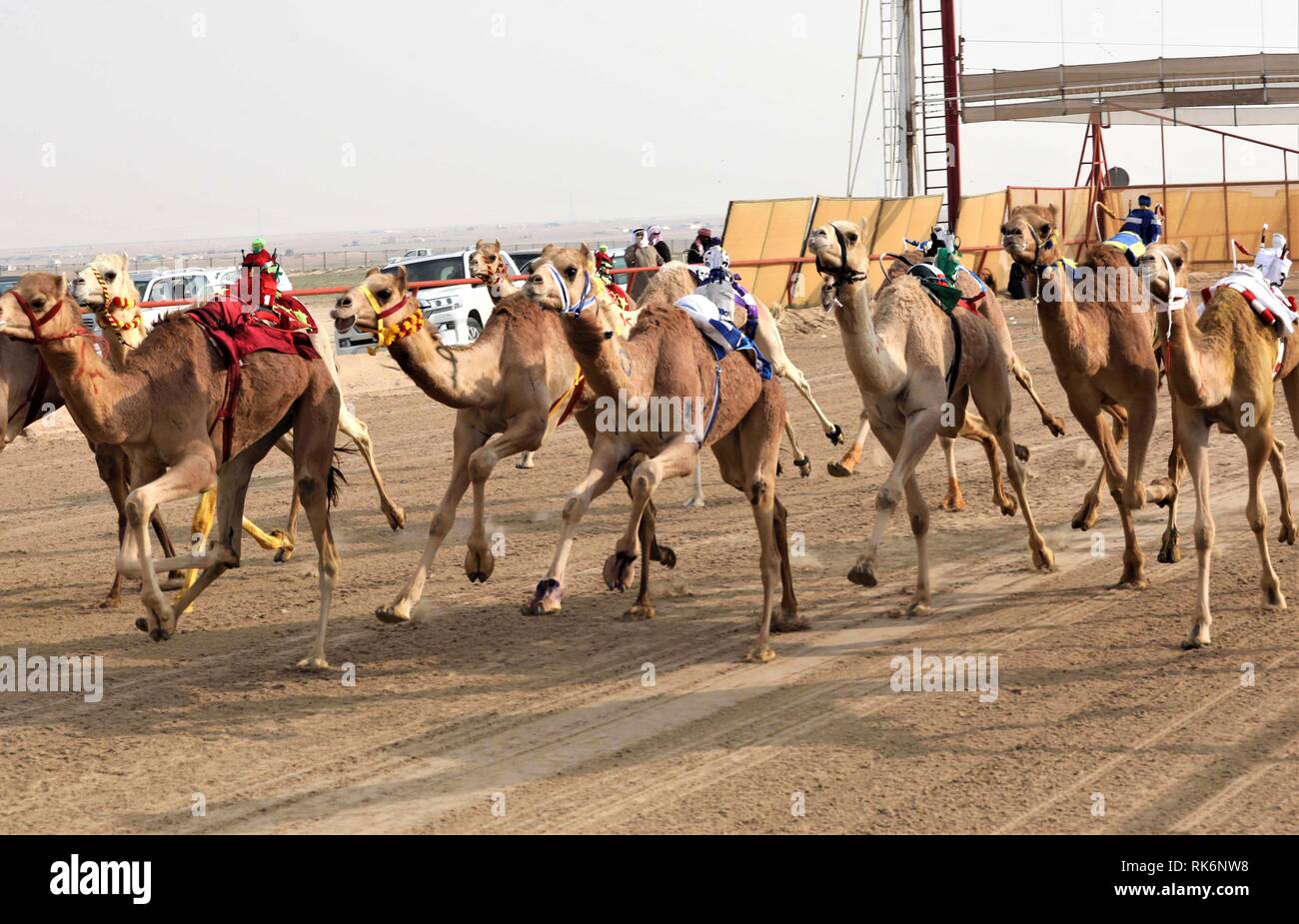 Le Gouvernorat d'Al Ahmadi, le Koweït. Feb 9, 2019. Les chameaux en concurrence au cours de la 19e course de chameaux du Koweït Le Koweït au tournoi Club courses de chameaux dans le gouvernorat d'Al-Ahmadi, le Koweït, le 9 février 2019. Crédit : Joseph Shagra/Xinhua/Alamy Live News Banque D'Images