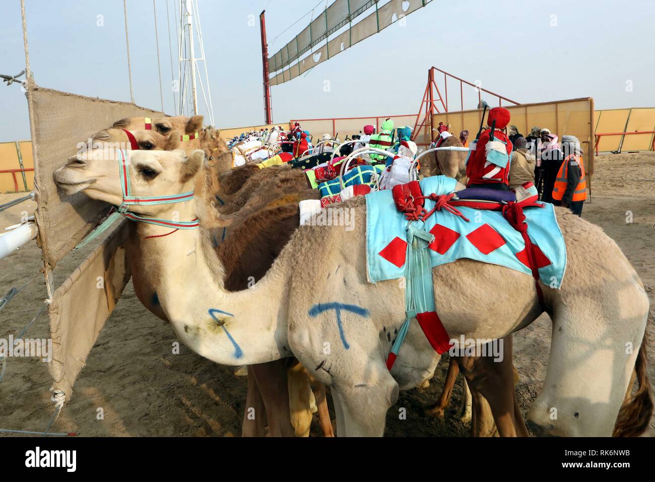 Le Gouvernorat d'Al Ahmadi, le Koweït. Feb 9, 2019. Course de chameaux attendre à participer avant le Koweït au 19ème tournoi de courses de chameaux au Koweït Camel Racing Club dans le gouvernorat d'Al-Ahmadi, le Koweït, le 9 février 2019. Crédit : Joseph Shagra/Xinhua/Alamy Live News Banque D'Images