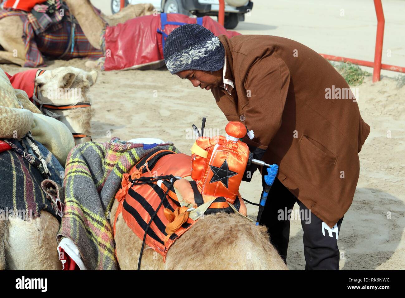 Le Gouvernorat d'Al Ahmadi, le Koweït. Feb 9, 2019. Un travailleur fixe un robot-jockeys sur le dos d'un chameau de course avant que le Koweït au 19ème tournoi de courses de chameaux au Koweït Camel Racing Club dans le gouvernorat d'Al-Ahmadi, le Koweït, le 9 février 2019. Crédit : Joseph Shagra/Xinhua/Alamy Live News Banque D'Images