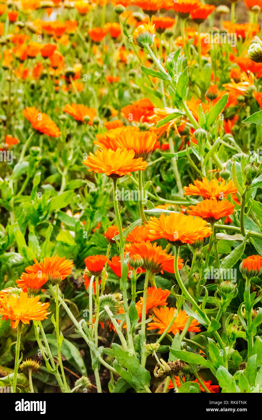 Fleurs de souci Orange -calendula officinalis -beau parterre Banque D'Images