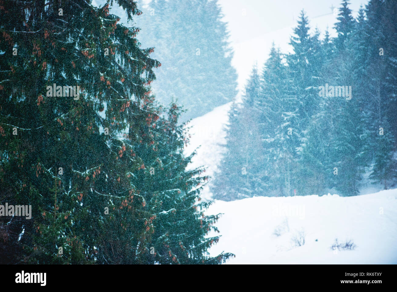 Les conifères avec cônes dans paysage d'hiver. Avec des flocons de neige, de très faible profondeur de champ. Banque D'Images