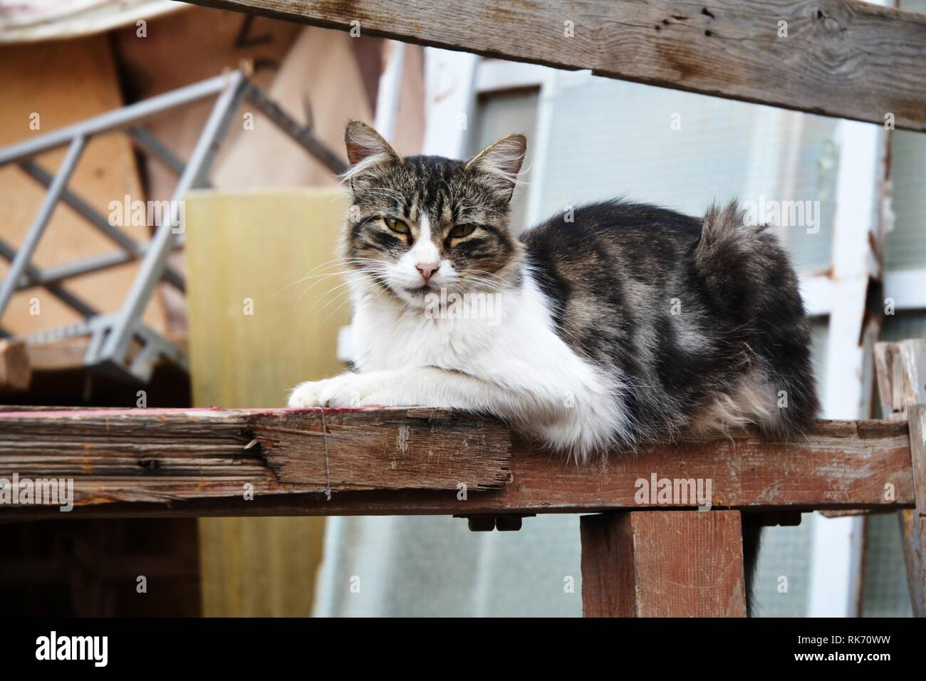 Portrait Of Street Cat Banque D'Images
