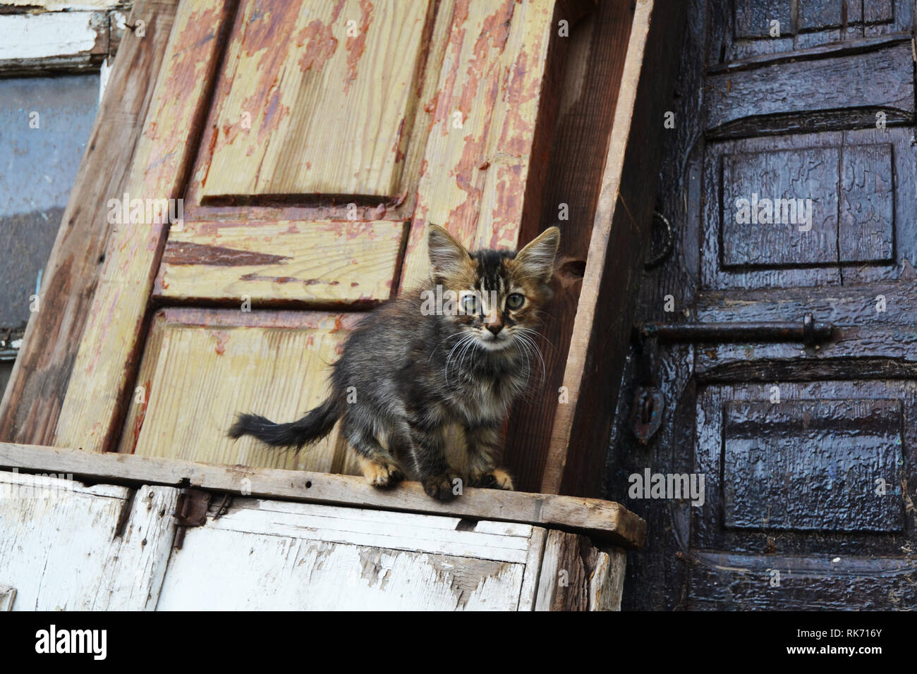 Portrait Of Street Cat Banque D'Images