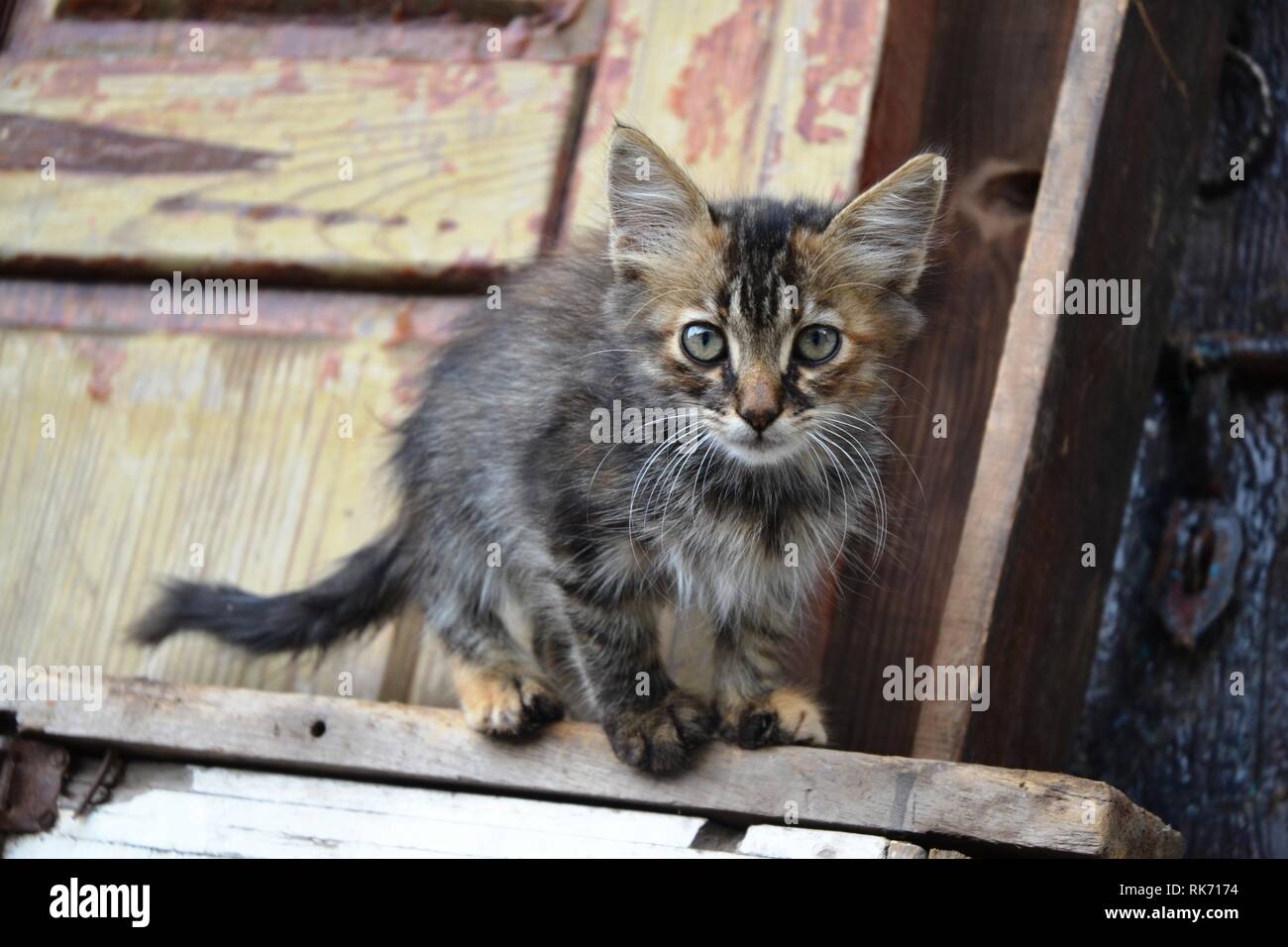 Chaton et le froid de la rue Banque D'Images