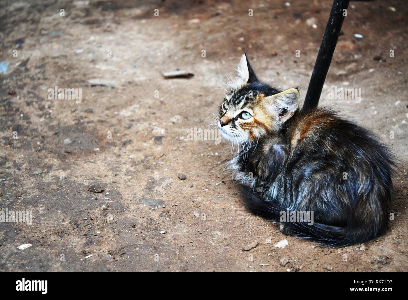 Chaton et le froid de la rue Banque D'Images