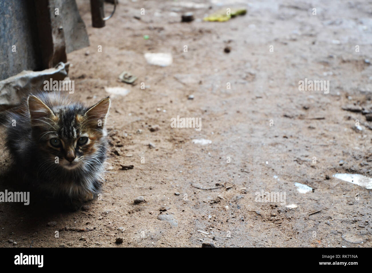Chaton et le froid de la rue Banque D'Images