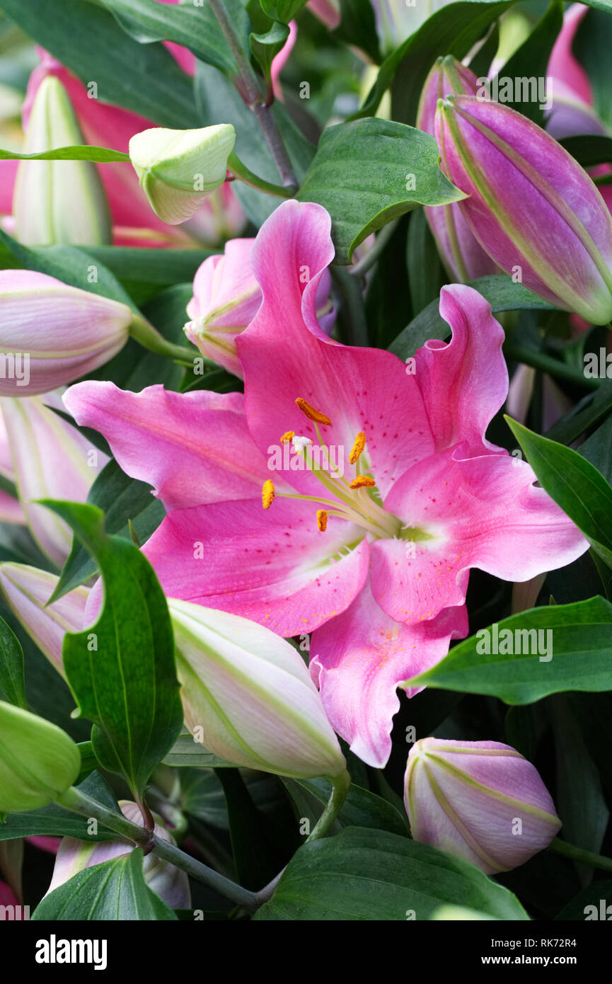 Lilium 'oriental' fleurit à Praiano. Banque D'Images