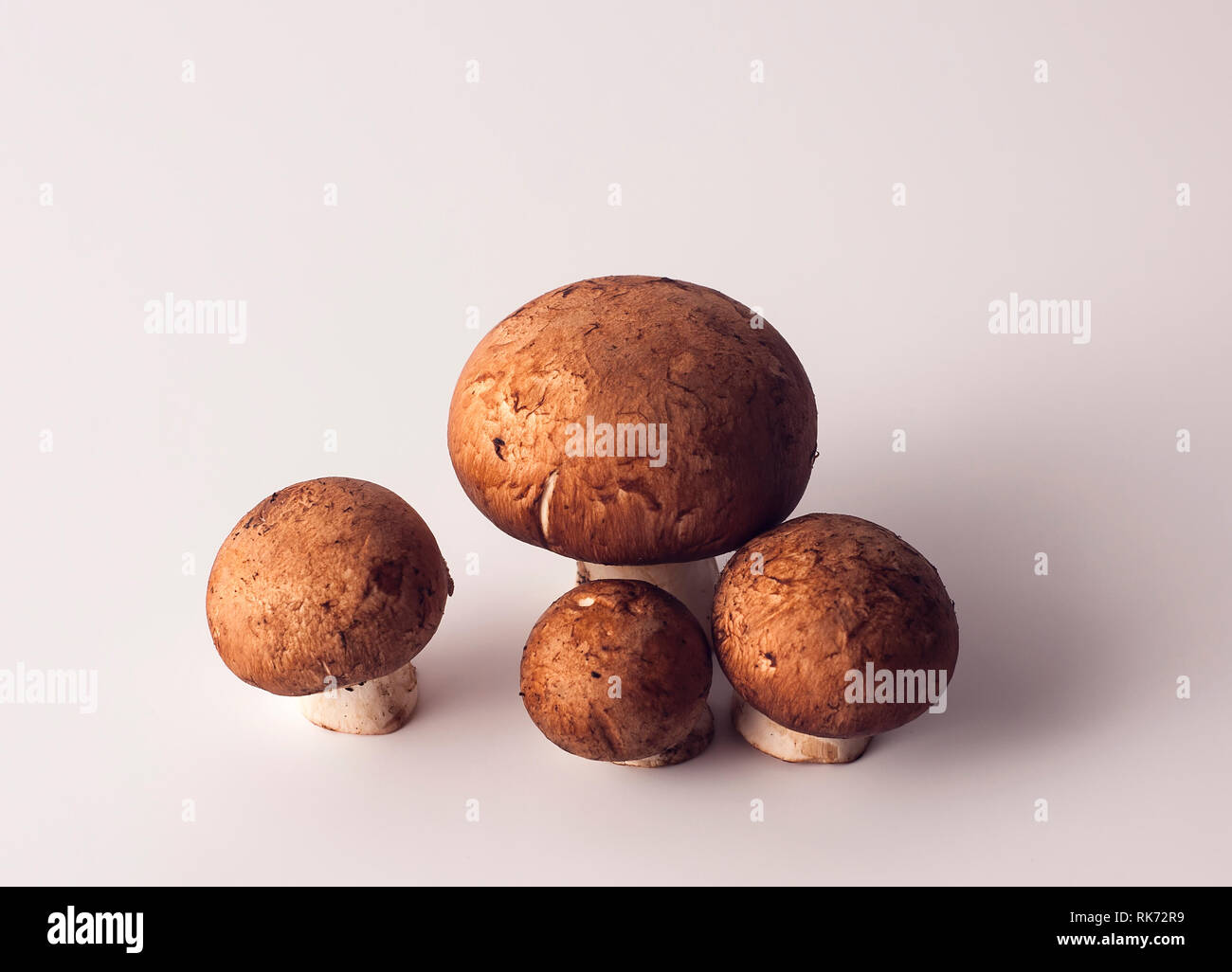 Champignon champignons avec un capuchon brun Banque D'Images