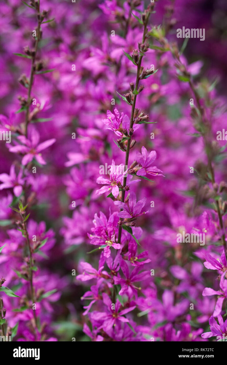 Lythrum salicaria fleurs. Banque D'Images