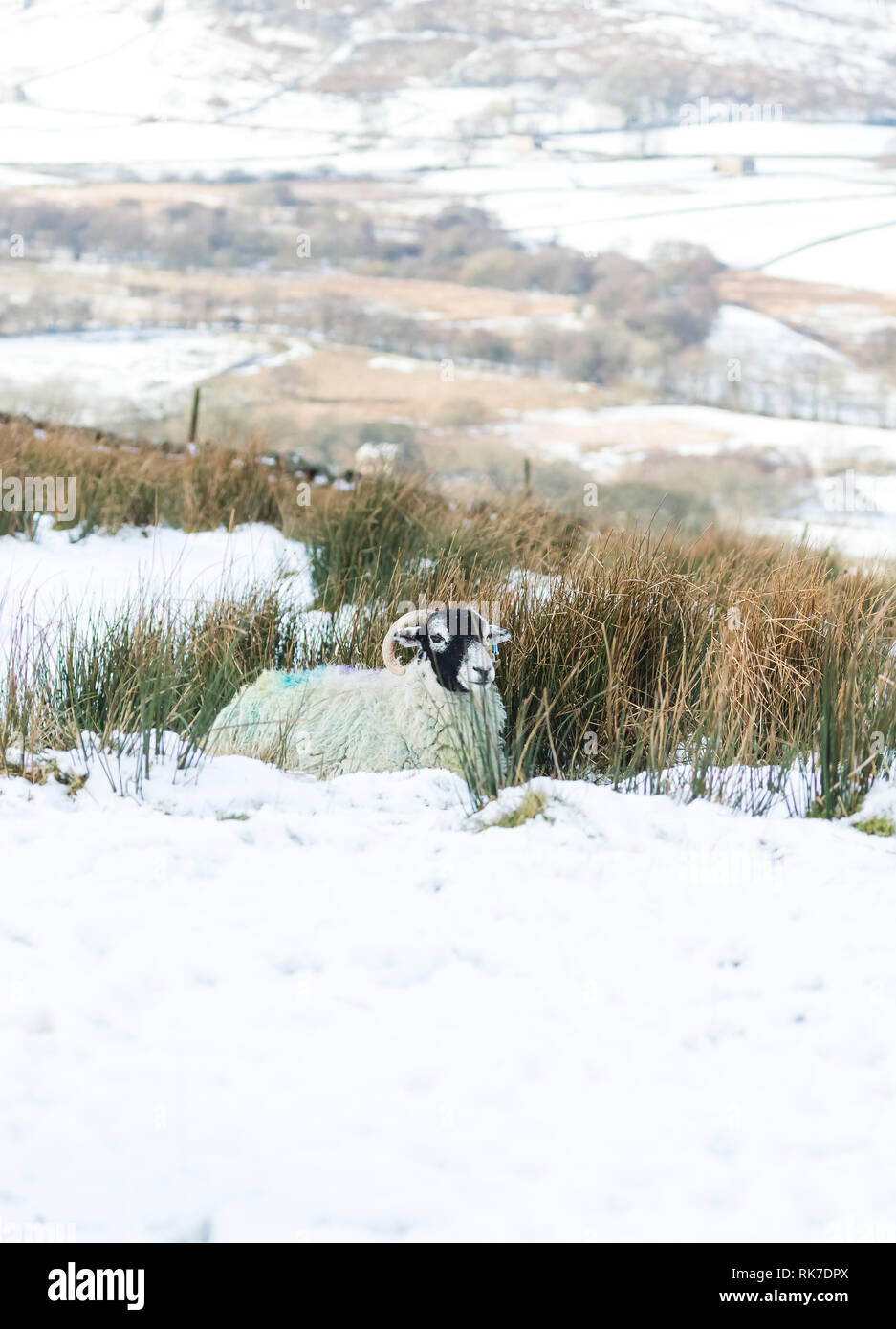 Swaledale, brebis, moutons femelles dans les rigueurs de l'hiver dans les vallées du Yorkshire, England, UK. Moutons Swaledale sont originaires de cette région. Portrait. Banque D'Images