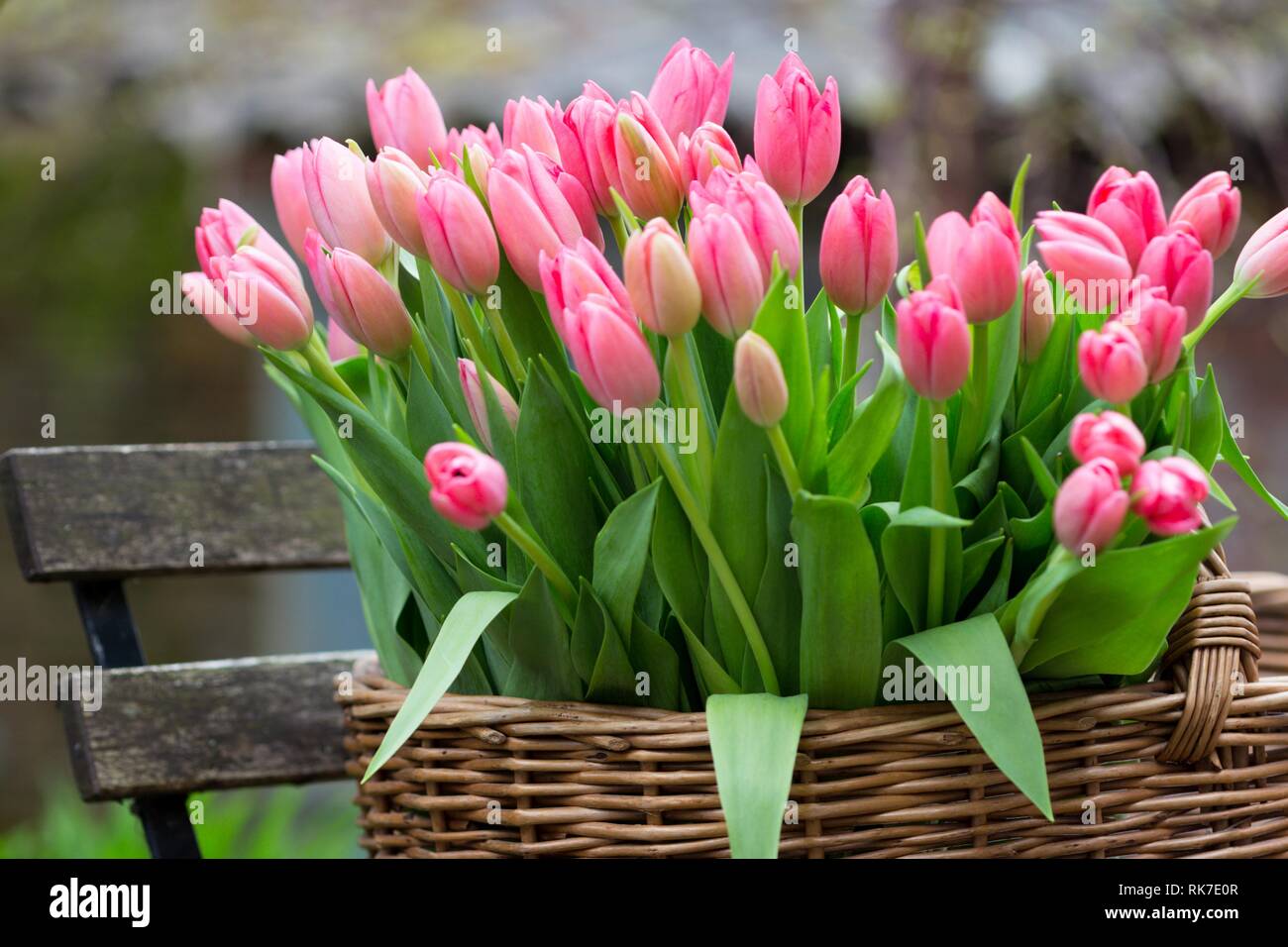 Panier avec des tulipes roses dans le jardin. symbole des Pays-Bas,  Amsterdam Photo Stock - Alamy