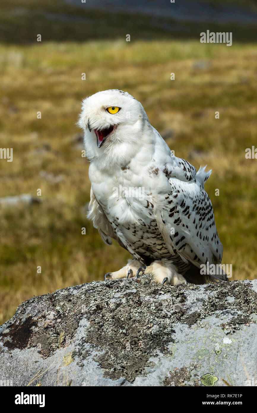 Snowy Owl rire avec très heureux, visage comique. Grande chouette blanche avec des yeux couleur ambre. Bubo scandiacus Nom scientifique : couverts de lichen sur rock Banque D'Images