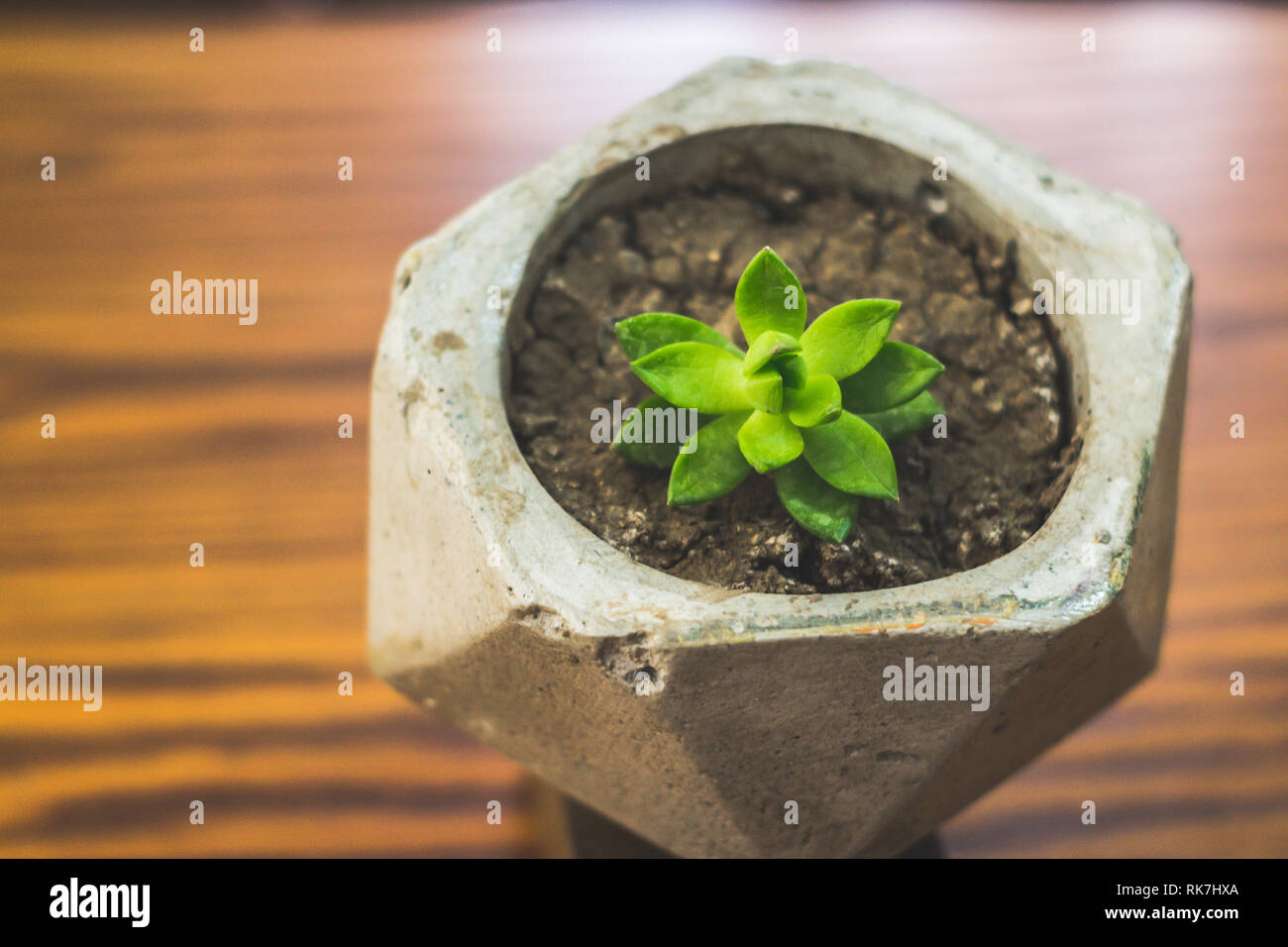 Photographie d'une plante succulente en pot en béton Banque D'Images