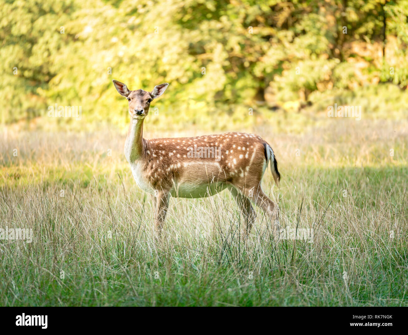 Image de deer standing sur terrain et à la recherche à l'appareil photo Banque D'Images