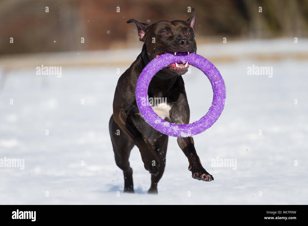 Black Bull-Terrier Américain de mine femme jouant avec un jouet de l'extracteur dans la neige Banque D'Images