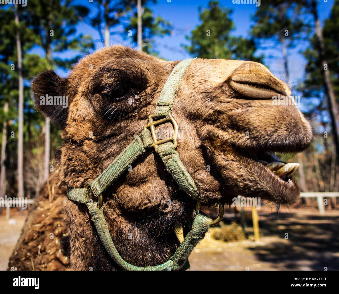 Un dromadaire pose de l'appareil photo pour la caméra à un animal de la faune zoo de sauvetage. Banque D'Images