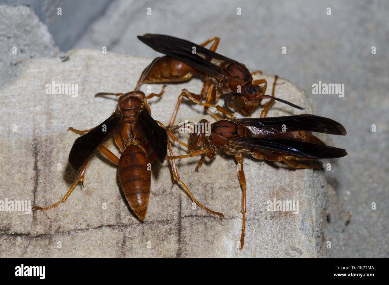 Les guêpes de papier, Polistes sp. Banque D'Images